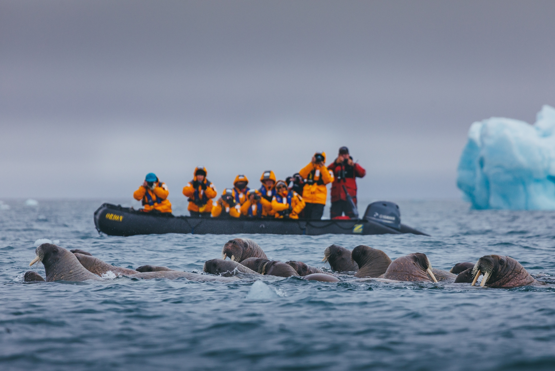 Walrus encounter
