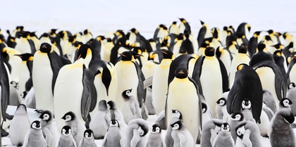 Large Emperor penguin colony on Snow Hill