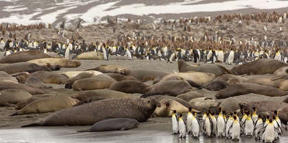 Bull Elephant Seals and Penguins