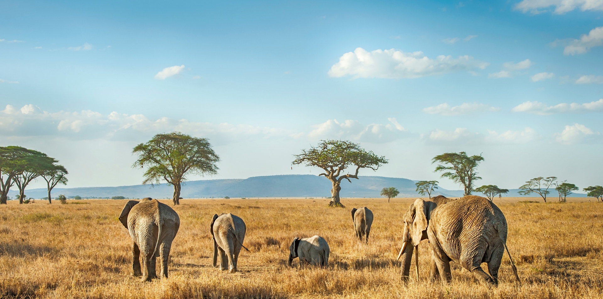 Tailor-Made Premium Kenya & Tanzania