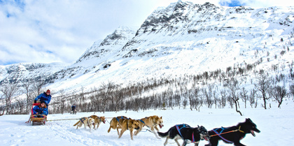 Dog Sledding, Norway