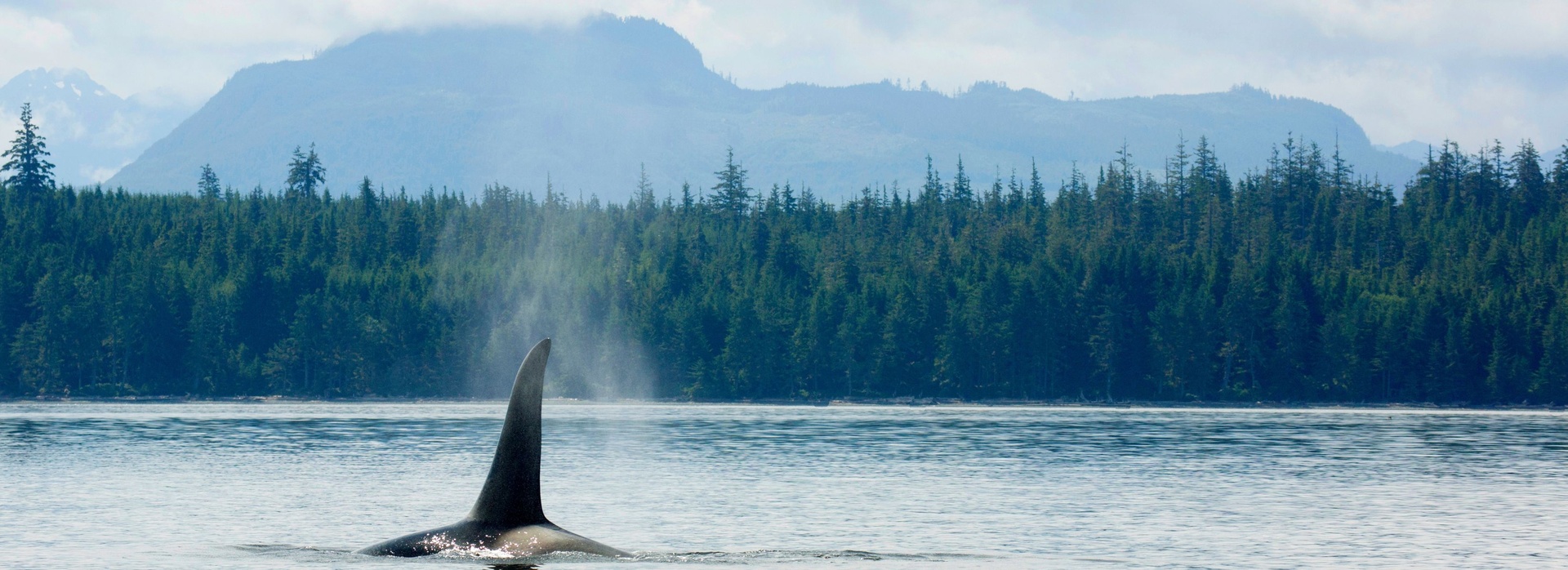 The Infinite Coast banner